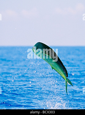 Mahi Mahi, Goldmakrelen oder Dorado, Kuh, Coryphaena Hippurus, Hawaii, USA, Kona, Big Island, Pazifischer Ozean Stockfoto