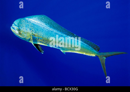 Mahi Mahi, Goldmakrelen oder Dorado, Kuh, Coryphaena Hippurus, Hawaii, USA, Kona, Big Island, Pazifischer Ozean Stockfoto