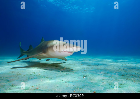 Zitrone Hai, Negaprion Brevirostris, Atlantik, Bahamas Stockfoto