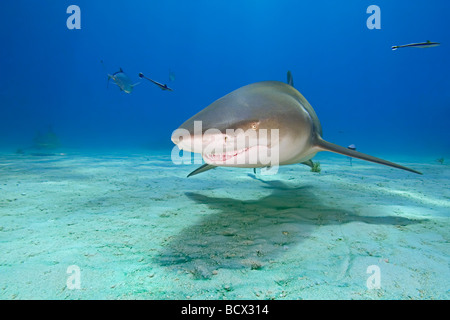 Zitrone Hai, Negaprion Brevirostris, Atlantik, Bahamas Stockfoto