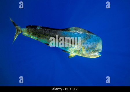 Mahi Mahi, Goldmakrelen oder Dorado, Kuh, Coryphaena Hippurus, Hawaii, USA, Kona, Big Island, Pazifischer Ozean Stockfoto