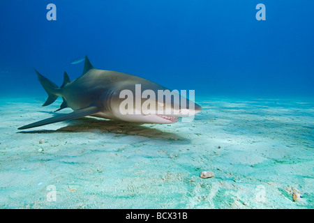 Zitrone Hai, Negaprion Brevirostris, Atlantik, Bahamas Stockfoto