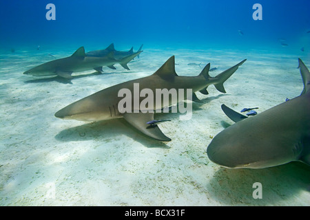 Zitrone Hai, Negaprion Brevirostris, Atlantik, Bahamas Stockfoto