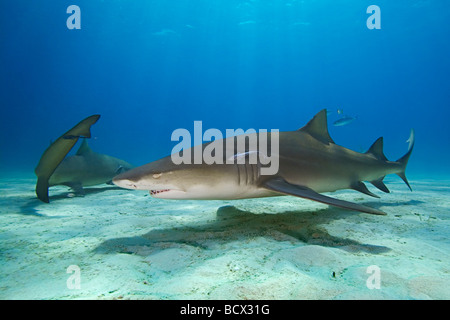 Zitrone Hai, Negaprion Brevirostris, Atlantik, Bahamas Stockfoto