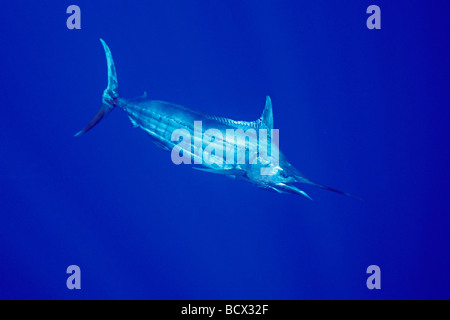 Blauer Marlin, Makaira Nigricans, Kona, Big Island, Hawaii, USA, Pazifik Stockfoto