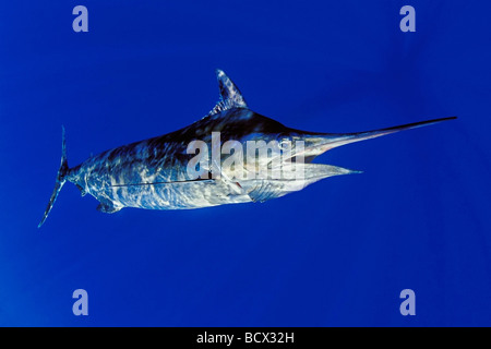 Blauer Marlin, Makaira Nigricans, Kona, Big Island, Hawaii, USA, Pazifik Stockfoto