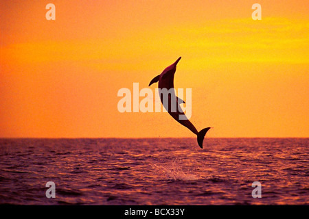Spinner-Delphin, springen bei Sonnenuntergang, Stenella Longirostris, Kona, Big Island, Hawaii, USA, Pazifik Stockfoto