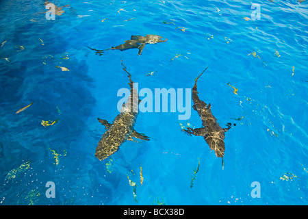 Zitrone-Haifische, Negaprion Brevirostris, Atlantik, Bahamas Stockfoto