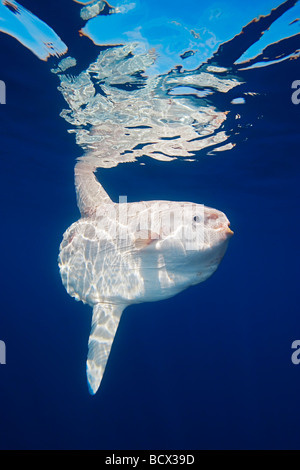 Mondfisch Mola Mola San Diego Ost Pazifik Kalifornien USA Stockfoto