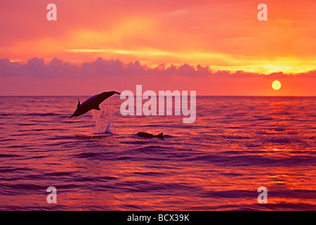 Lange snouted Spinner-Delfine bei Sonnenuntergang Stenella Longirostris Kona Küste Big Island Pacific Ocean Hawaii USA Stockfoto