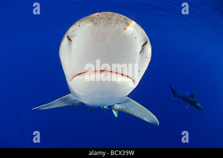 Ozeanische Weißspitzen Haie Carcharhinus Longimanus Kona Küste Big Island Pacific Ocean Hawaii USA Stockfoto