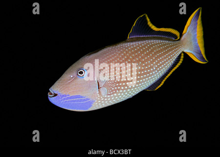 Vergoldete Drückerfisch Männchen umwerben Färbung Xanthichthys Auromarginatus Kona Küste Big Island Pacific Ocean Hawaii USA Stockfoto