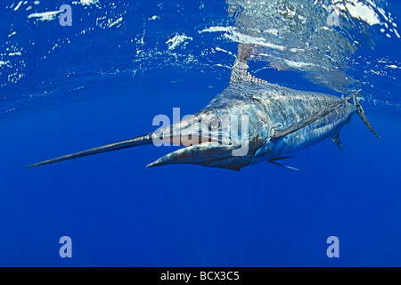 Blauer Marlin, Makaira Nigricans Kona Küste Big Island Pacific Ocean Hawaii USA Stockfoto