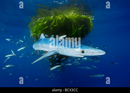 Blue Shark und Schule von Jack Makrele Prionace Glauca Trachurus Symmetricus San Diego Ost Pazifik Kalifornien USA Stockfoto