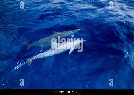 lang-snouted Spinner-Delfine Bogen-Reiten, Hinweis blasse Färbung oder weiße Farbe morph, Stenella Longirostris, Hawaii, USA, Pazifik Stockfoto