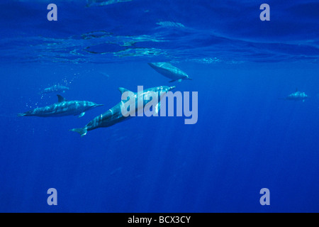 lang-snouted Spinner-Delfine Bogen-Reiten, Hinweis blasse Färbung oder weiße Farbe morph, Stenella Longirostris, Hawaii, USA, Pazifik Stockfoto