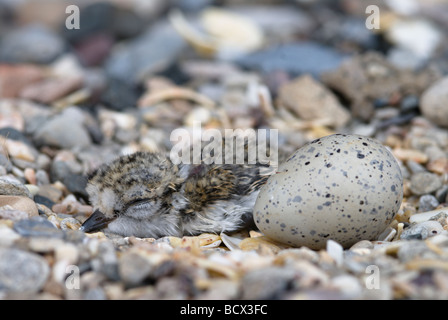 Ringpfeifer, Charadrius hiaticula, im Nest ein Küken ein Ei Northumberland UK May Stockfoto