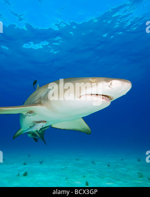 Zitrone Hai mit Sharksuckers Negaprion Brevirostris Echeneis Naucrates West End Grand Bahamas-Karibik-Bahamas Stockfoto