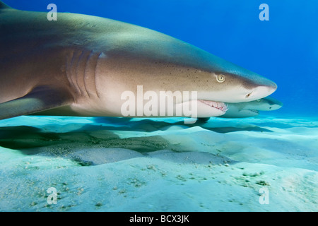 Zitrone-Haifische, Negaprion Brevirostris, Atlantik, Bahamas Stockfoto