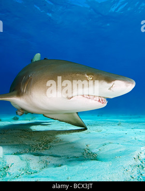 Zitrone-Haifische, Negaprion Brevirostris, Atlantik, Bahamas Stockfoto