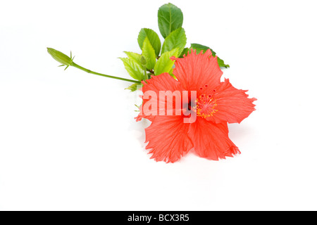 Nahaufnahme von roten Hibiskusblüten auf weißem Hintergrund Stockfoto