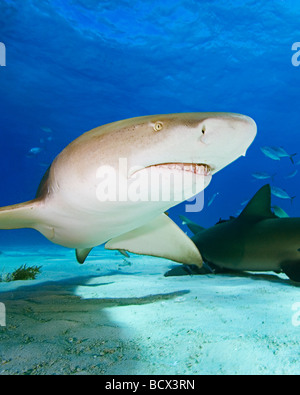 Zitrone-Haifische, Negaprion Brevirostris, Atlantik, Bahamas Stockfoto