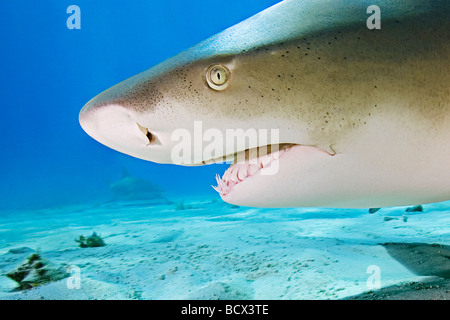 Zitrone Hai Negaprion Brevirostris West End Grand Bahamas-Karibik-Bahamas Stockfoto