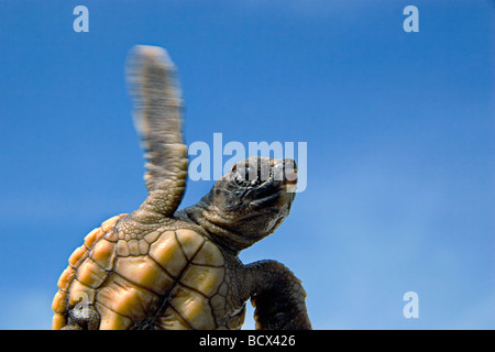 Unechte Sea Turtle Jungtier im Freiwasser Caretta Caretta Sargasso-See Atlantik Stockfoto