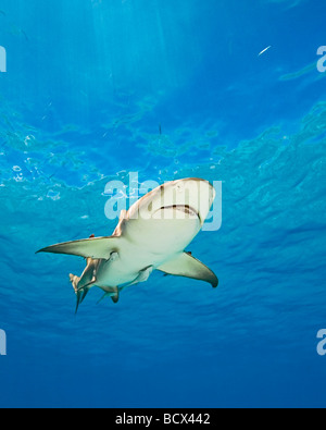 Zitrone Hai Negaprion Brevirostris West End Grand Bahamas-Karibik-Bahamas Stockfoto