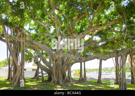 Banyan Baum Ficus spec Jupiter Palm Beach County Florida USA Stockfoto