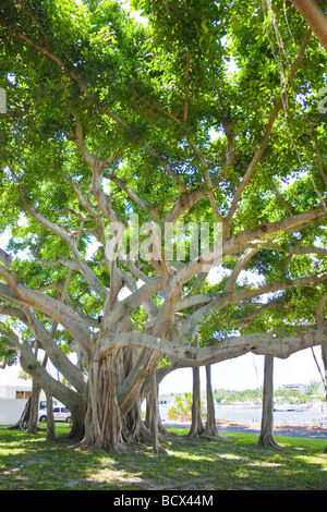 Banyan Baum Ficus spec Jupiter Palm Beach County Florida USA Stockfoto