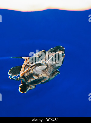 Unechte Sea Turtle Jungtier im Freiwasser Caretta Caretta Sargasso-See Atlantik Stockfoto