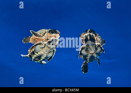 Unechte Sea Turtle Jungtier im Freiwasser Caretta Caretta Sargasso-See Atlantik Stockfoto