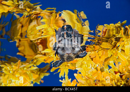 Unechte Sea Turtle Jungtier im Freiwasser Caretta Caretta Sargasso-See Atlantik Stockfoto