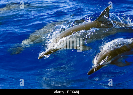 Gruppe von Hawaiian Spinner Delfin Stenella Longirostris Longirostris Pazifik Hawaii USA Stockfoto