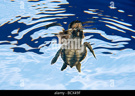 Unechte Karettschildkröte Jungtiere Caretta Caretta Sargassum Juno Beach Atlantik Florida USA Stockfoto