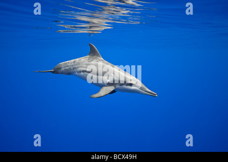 Grob-gezahnte Delphin, Steno Bredanensis, Pazifik, Hawaii, USA Stockfoto