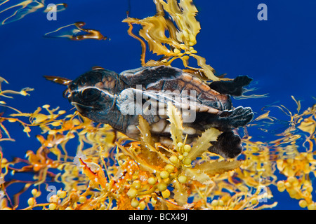 Unechte Karettschildkröte Jungtiere Caretta Caretta Sargassum Juno Beach Atlantik Florida USA Stockfoto