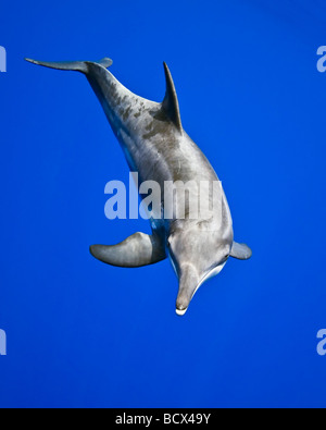 Grob-gezahnte Delphin, Steno Bredanensis, Pazifik, Hawaii, USA Stockfoto