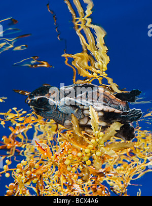 Unechte Karettschildkröte Jungtier, Caretta Caretta, Sargasso-See, Atlantik Stockfoto
