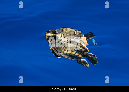 Unechte Karettschildkröte Jungtiere Caretta Caretta Sargassum Juno Beach Atlantik Florida USA Stockfoto