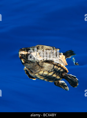 Unechte Karettschildkröte Jungtiere Caretta Caretta Sargassum Juno Beach Atlantik Florida USA Stockfoto