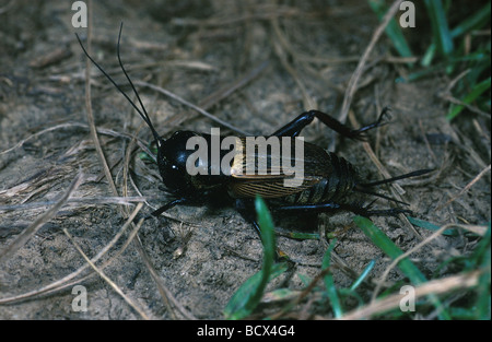 Gryllus Campestris / Cricket field Stockfoto