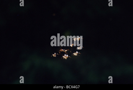 Lampyridae / Glühwürmchen / Leuchtkäfer / lightning Bugs Stockfoto