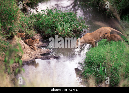 Löwin, die Förderung der kleinen Jungen zu springen über einen Stream Masai Mara National Reserve Kenia in Ostafrika 3. Serie von 11 Bildern Stockfoto