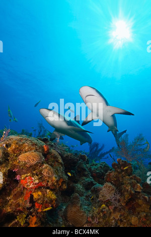 2 Karibik Riff Haie Carcharhinus Perezi West End Atlantik Bahamas USA Stockfoto