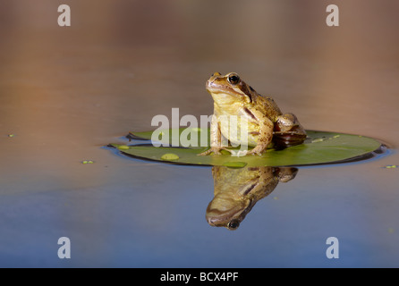 Gemeinsamen Frosch Rana Temporaria mit Reflexion Stockfoto