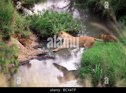 Löwin, die Förderung der kleinen Jungen zu springen über einen Stream Masai Mara National Reserve Kenia in Ostafrika 4. Serie von 11 Bildern Stockfoto