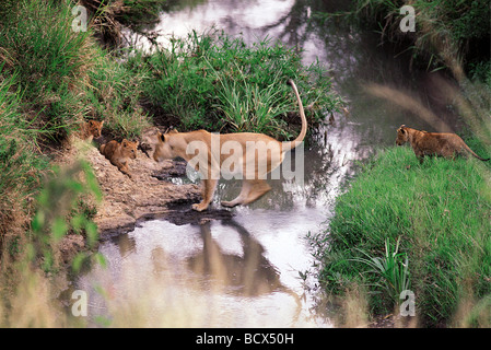 Löwin, die Förderung der kleinen Jungen zu springen über einen Stream Masai Mara National Reserve Kenia in Ostafrika 5. Serie von 11 Bildern Stockfoto