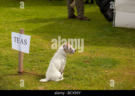 Jack Russell Terrier warten Owner bei der Hundeausstellung Stockfoto